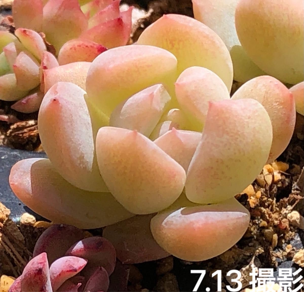 Amazon.co.jp: 胡桃大福 抜き苗 レア品種 多肉植物 エケベリア 多肉